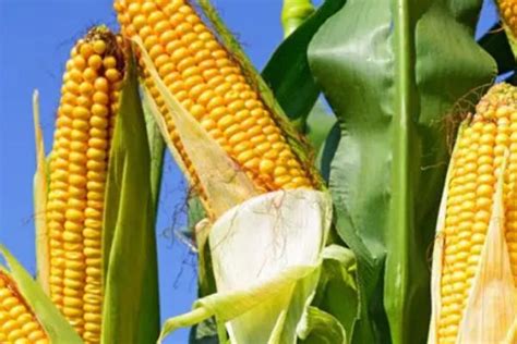 玉米种子价格受这些因素影响！_湖北扶轮农业