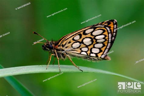 Mirror-spotted Sickle-headed Butterfly, Stock Photo, Picture And Rights ...