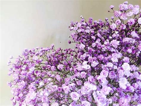 紫色满天星花语是什么有哪些美好寓意-绿宝园林网