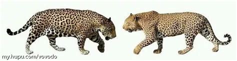 6种“豹子”实力排行榜：花豹第二，它战力似虎