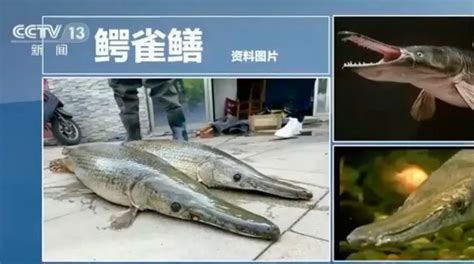 广州拟立法规范“野生动物放生”，违法放生最高罚10万