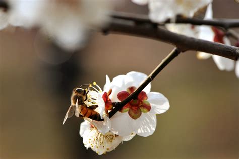 蜜蜂在梅花上高清图片下载-正版图片320112177-摄图网