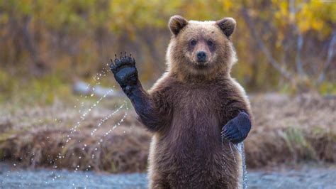 熊,动物-千叶网