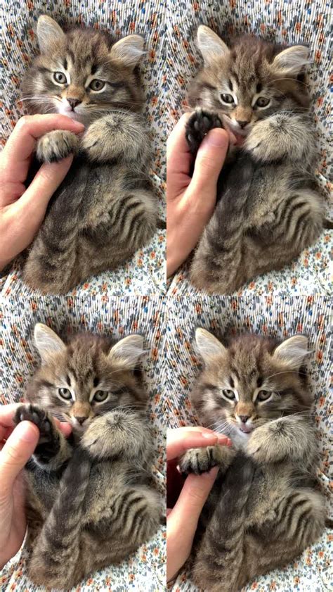 两只小猫咪高清图片下载-正版图片501625180-摄图网