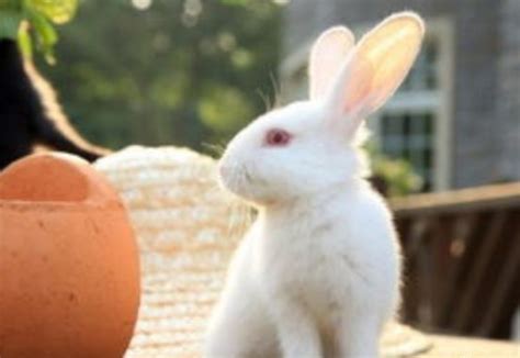 如何科学饲养宠物兔子-宠物网