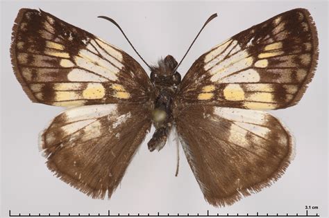 Potamanaxas laoma cosna (type specimens)