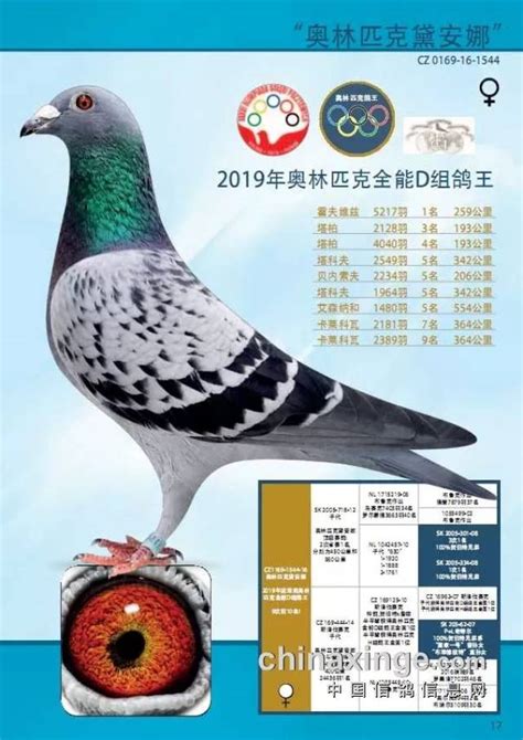收集到的15幅世界名鸽图片-温馨窗帘宝君鸽舍-中国信鸽信息网 www.chinaxinge.com
