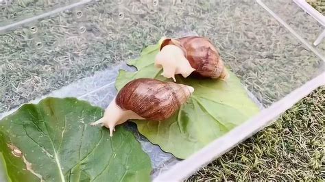 幼儿园小蜗牛探究_腾讯视频