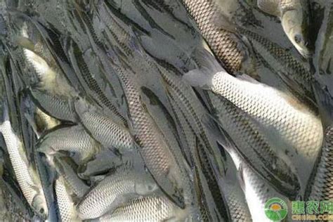 现在淡水鱼多少钱一斤？全国淡水鱼批发行情走势 - 惠农网