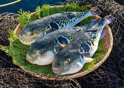 Fugu…Japans Deadliest Meal - TankenJapan.com