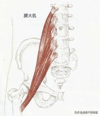髂腰肌位置图片