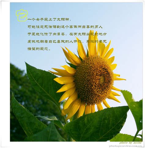 描写向日葵的句子或段落带图片_句子豆