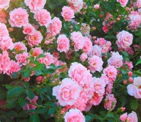 比玫瑰漂亮4种花，花大多又艳，花期长！