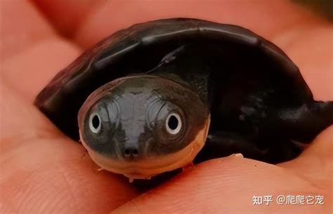 大巴西龟乌龟宠物龟活物黄金巴西龟巴西彩龟活物龟 1-4斤包邮-阿里巴巴