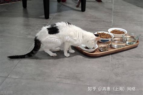 猫是适合一天喂几顿还是适合 24 小时放着猫粮在碗里？ - 知乎