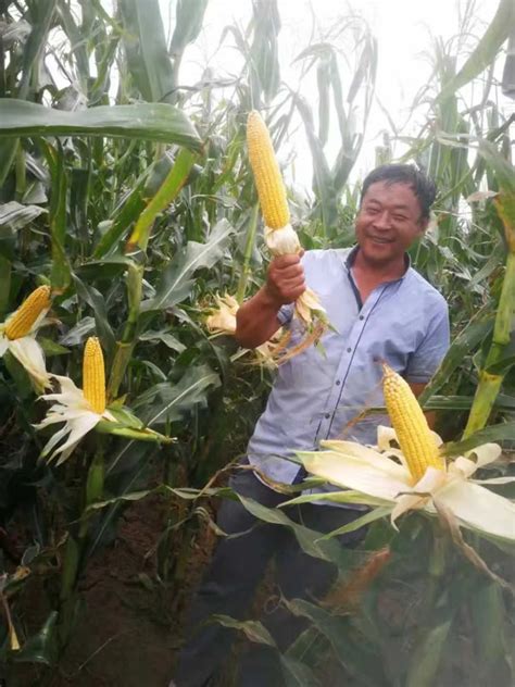 优质抗旱抗倒玉米品种 就选利禾12 - 内蒙古利禾农业科技发展有限公司