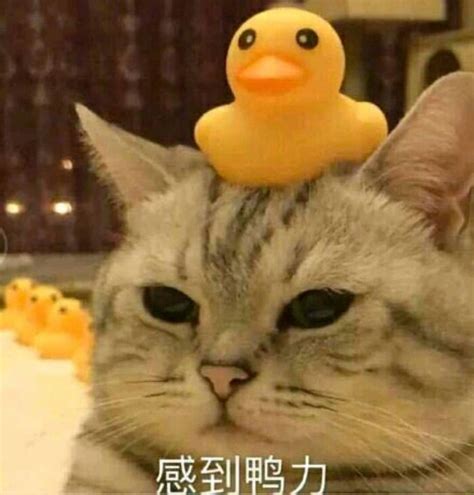 【沙雕表情包】沙雕猫猫表情包-搜狐大视野-搜狐新闻