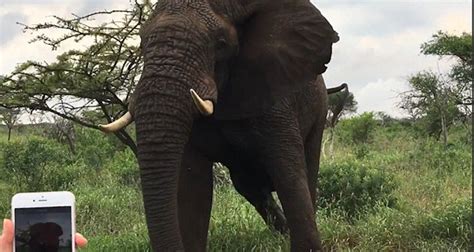 偷猎团伙闯入南非国家公园，一人被大象攻击而死_全球速报_澎湃新闻-The Paper
