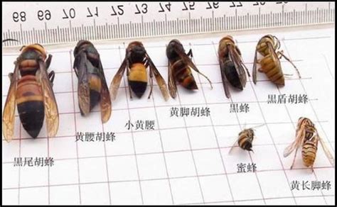 擎蜂图片