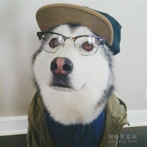 哈士奇沙雕头像图片