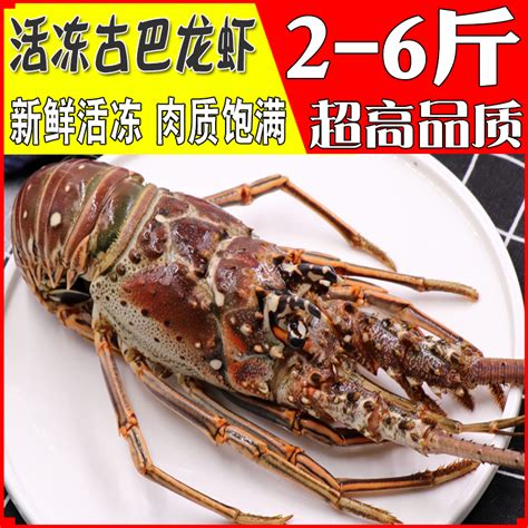 原来澳洲龙虾里最漂亮的那只叫“锦绣龙虾”！献上5大龙虾种类最全解析！