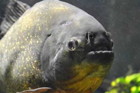 食人鱼(Piranha 3-D)-电影-腾讯视频