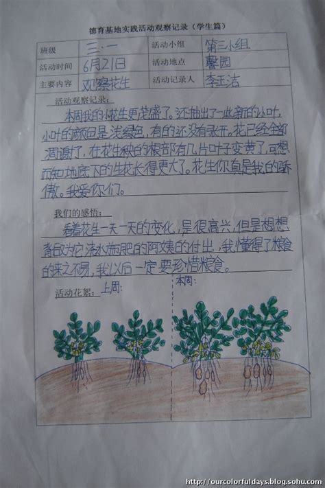 三年级的水仙花记录卡,水仙花简单,植物记录卡水仙花(第2页)_大山谷图库