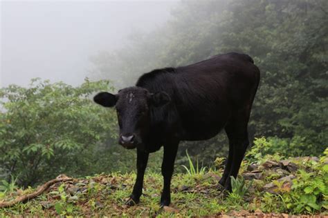 乡村的牛高清图片下载-正版图片500573391-摄图网