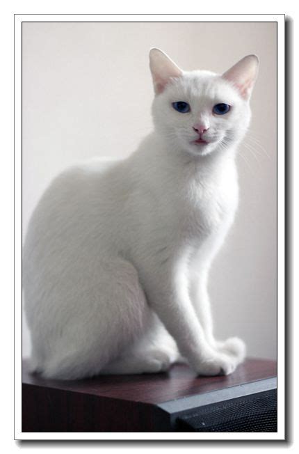 泰国白猫以古高清图片下载-正版图片505173845-摄图网