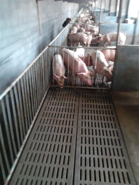 养猪场消毒的方式有哪些？ 养猪设备|环境控制器 尽在临沂普惠农牧