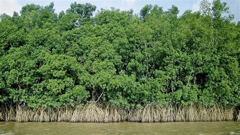 红树植物对“高盐的潮间带环境”具有什么特殊的作用？ _湿地保护_www.shidicn.com