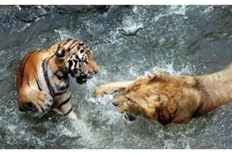 老虎与狮子，猛兽争霸究竟谁才是王者？|东北虎|捕猎|种群_新浪新闻