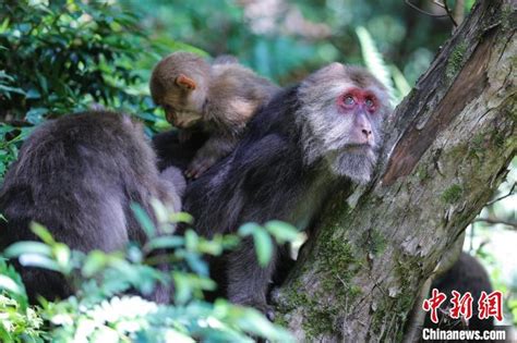 野生猴群鲜为人知的生活，尽在纪录片《黄山短尾猴》