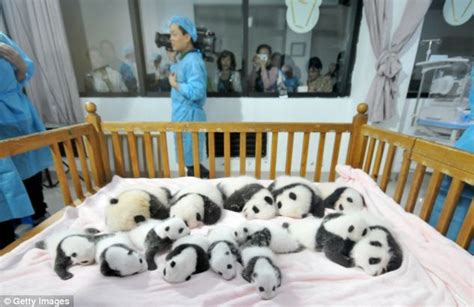 柏林动物园双胞胎大熊猫宝宝亮相