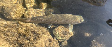 长江所科研人员发现陕西太白河川陕哲罗鲑种群自然繁殖证据-长江水产研究所