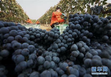 昌黎—中国干红葡萄酒城:葡萄酒资讯网（www.winesinfo.com）