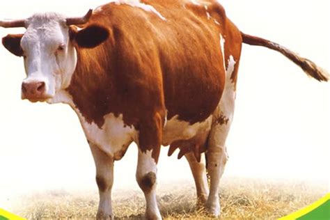 犊牛的接产及产后护理（图片讲解）_亚禾营养
