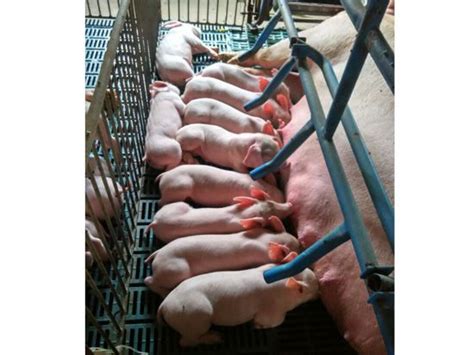带仔母猪-菏泽宏兴原种猪繁育有限公司