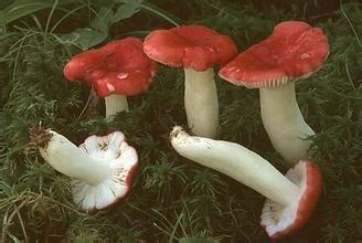 毒红菇图片