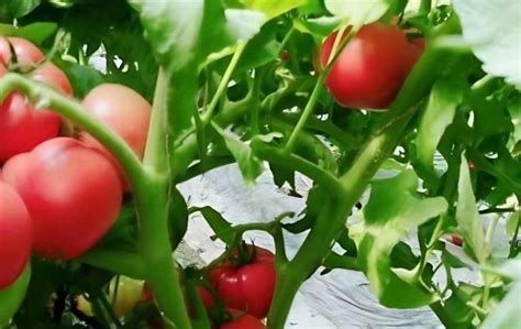 西红柿多少天施一次肥合适（西红柿刚开花用什么肥料养根） - 聚集百科 - 聚集号