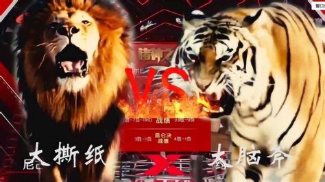 野生狮子和豹子集合狮子狮虎兽高清摄影大图-千库网