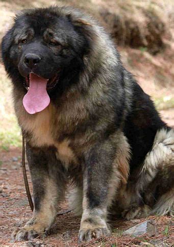 大型高加索犬养殖场 活体高加索犬 纯种高加索犬幼犬