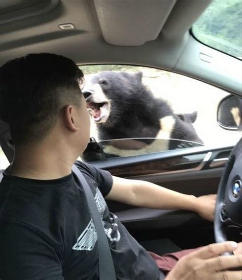 又出事了！北京动物园游客开窗投食被熊咬，你可长点心吧！