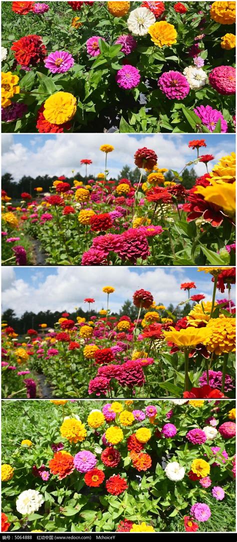 五颜六色鲜艳花朵绽放视频素材_红动网