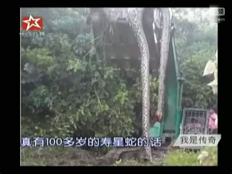 湖南挖掘机挖出16米长103公斤重巨蛇吓死司机-新闻视频-搜狐视频