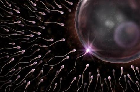 精子和卵子结合全过程(图)_亲子频道_凤凰网
