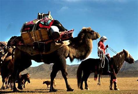 别再说瘦死的骆驼比马大了，来看看世界最大的马，骆驼比它小一号|英国_新浪新闻