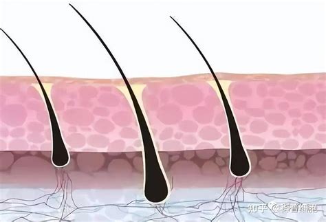 Cell杂志：为什么寒冷的冬季能刺激头发的生长？ - 知乎