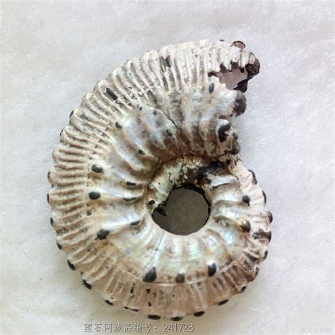 天然海螺化石摆件 斑彩螺原石 发财螺 矿石标本手把件斑彩螺摆件-阿里巴巴