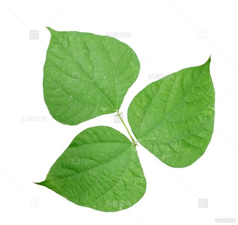 木豆叶图片